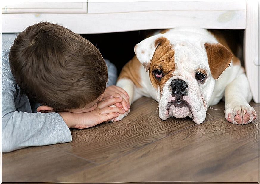 What to do if my child is bitten by a dog?