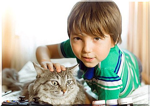 The cat is one of the animals most loved by children.